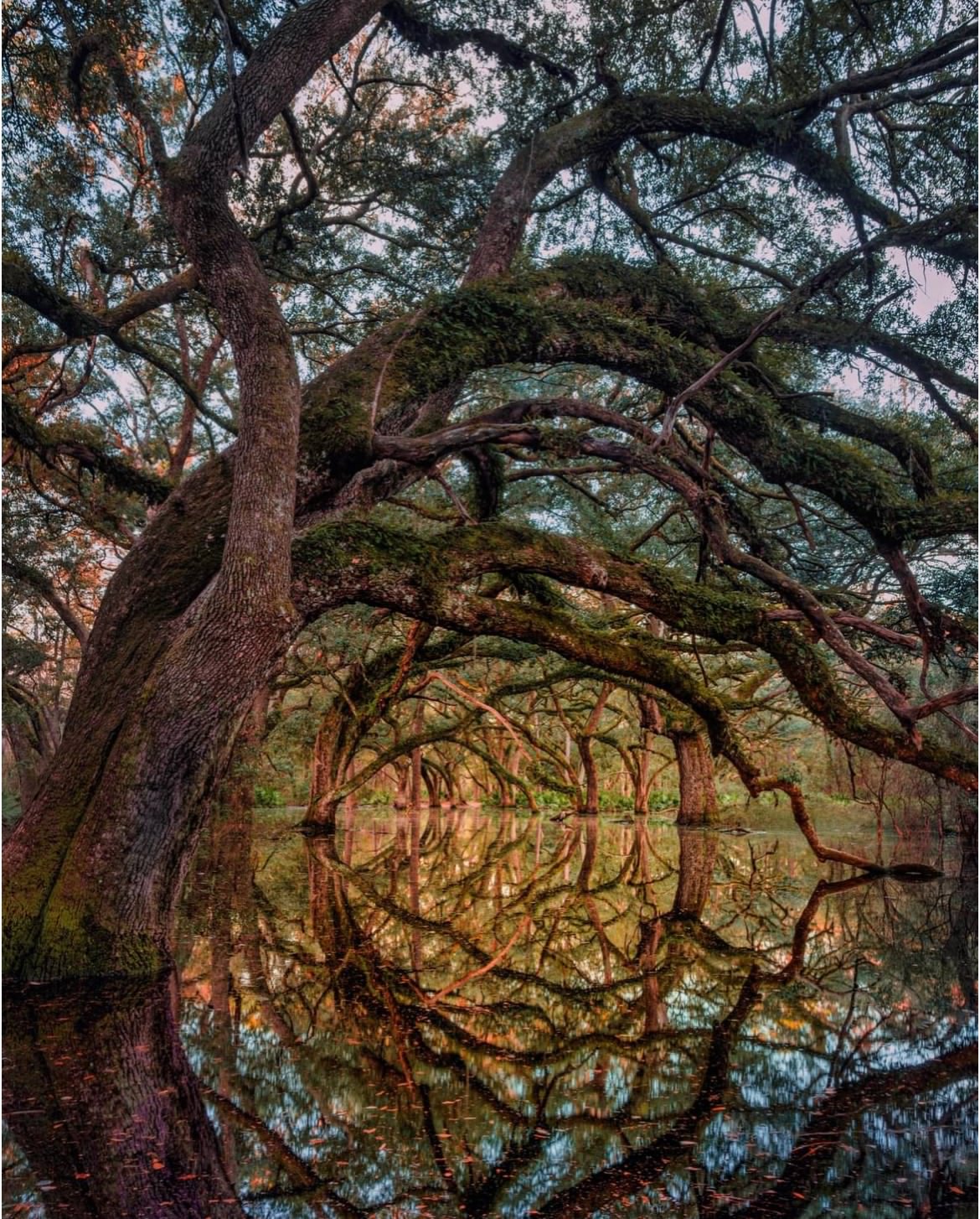 1170x1454, 461 Kb / деревья, вода