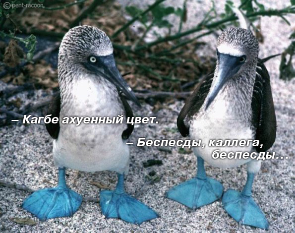 595x470, 154 Kb / цвет, лапы, птицы, Голубоногая олуша