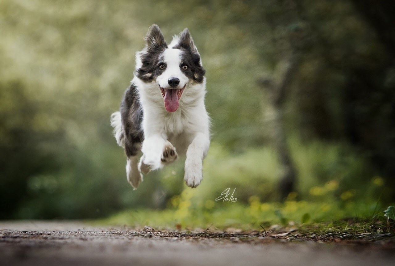 1280x861, 149 Kb / Собака