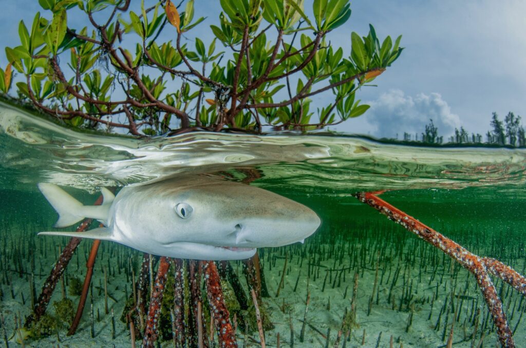 1024x678, 147 Kb / лимонная акула, акула, Багамы, под водой