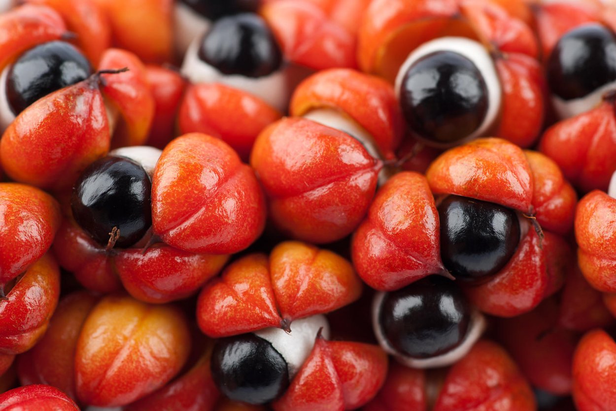 1250x834, 163 Kb / гуарана,растение,показалось