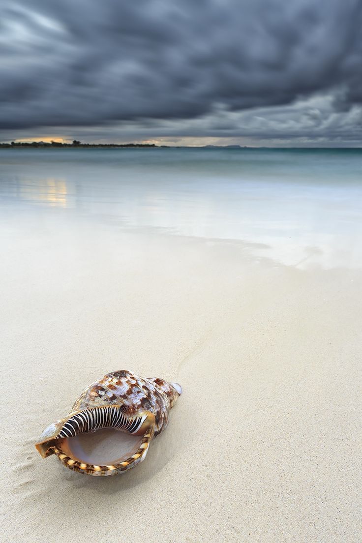 736x1104, 96 Kb / Раковина, ракушка, песок, пляж