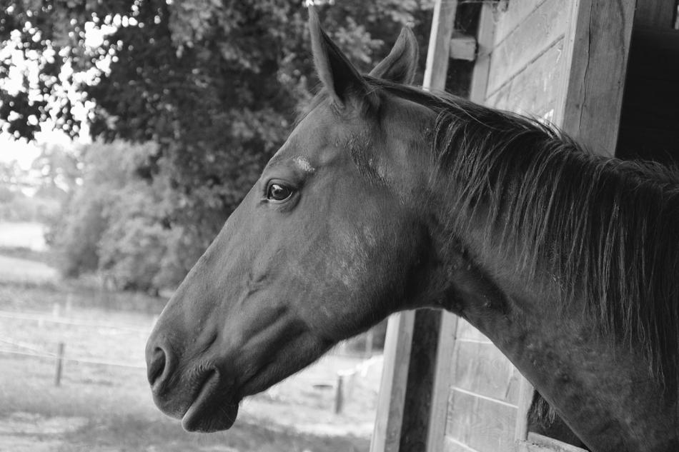 950x633, 76 Kb / морда, лошадь, загон, ушки,ч/б