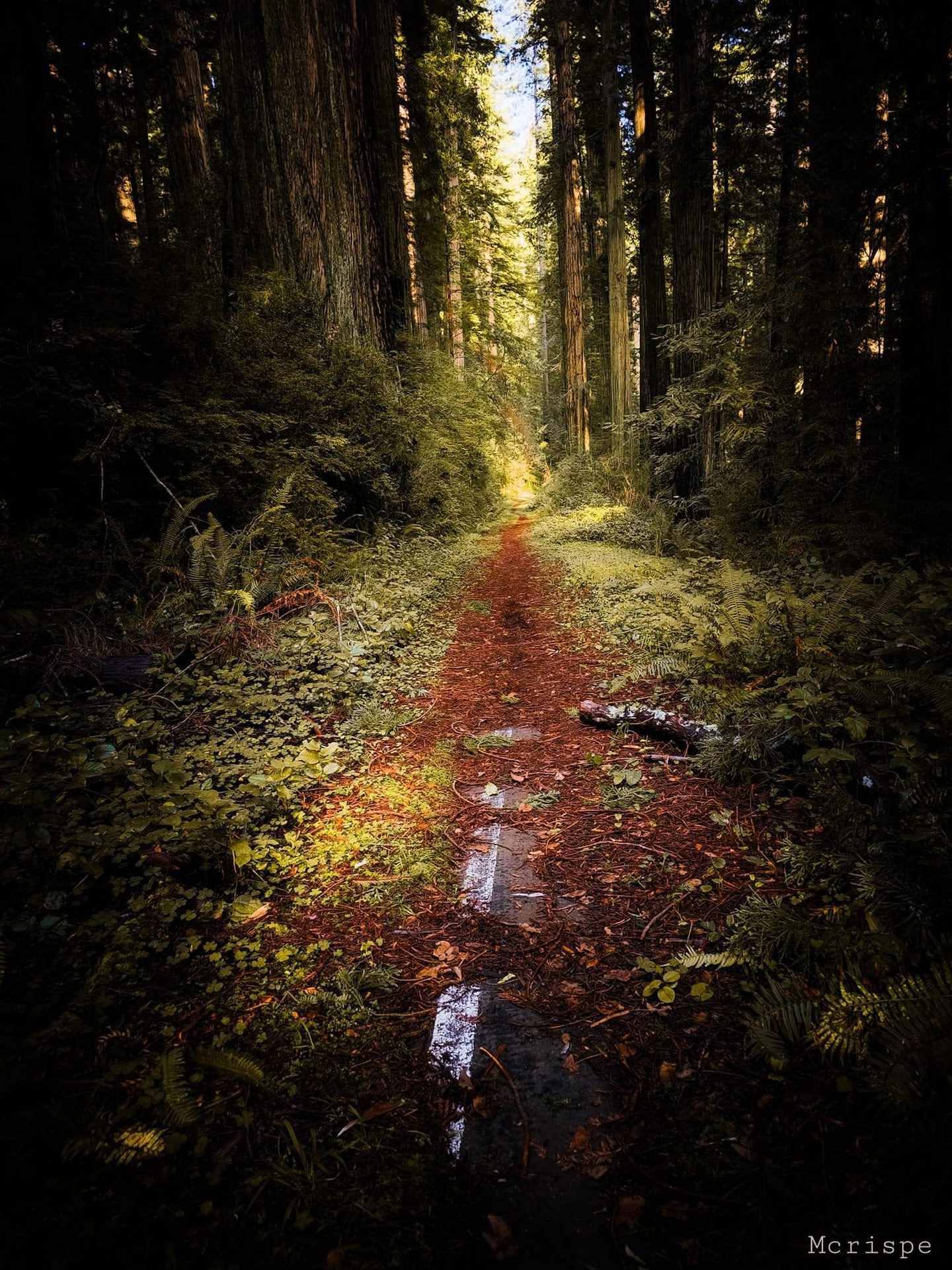 1440x1920, 572 Kb / дорога, лес