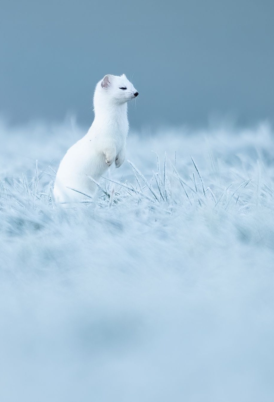 920x1348, 97 Kb / Ласка, горностай, белый, трава, лёд, снег, иней