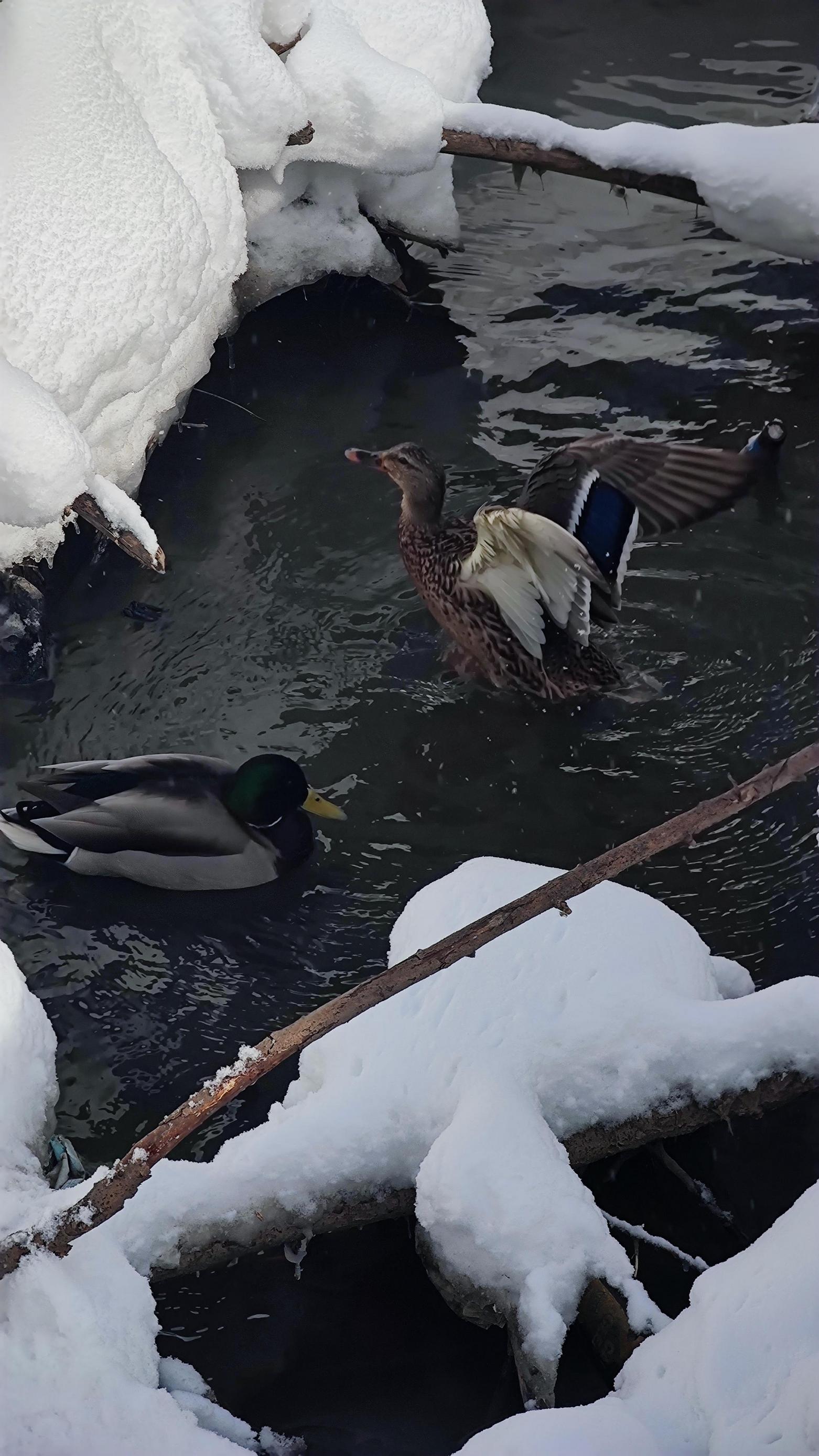 1562x2777, 415 Kb / Новосибирск, утки, река ,1-я Ельцовка