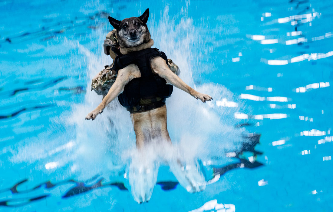 1100x700, 160 Kb / собака, тренировка, спецназ, Германия, рюкзак, бассейн