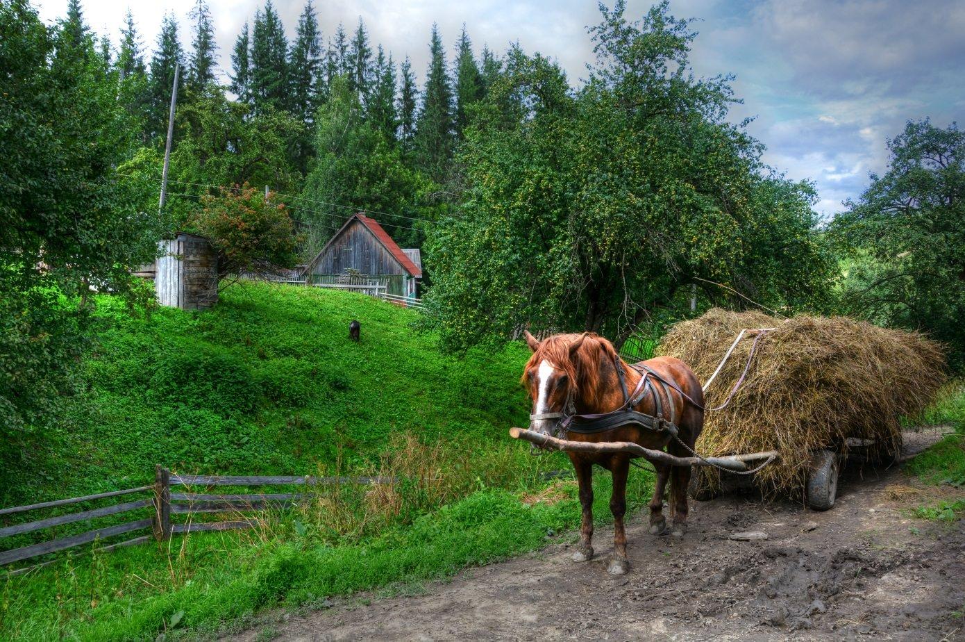 1390x924, 351 Kb / конь, телега, грязь, копыта, туалет, санузел, отхожее место, трава, зелень, сено