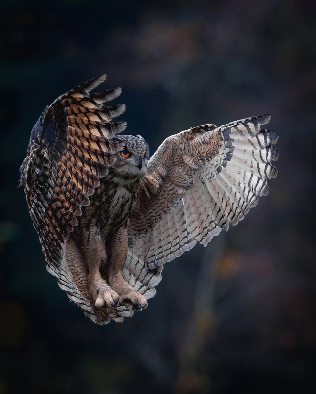 646x807, 146 Kb / Сова, филин