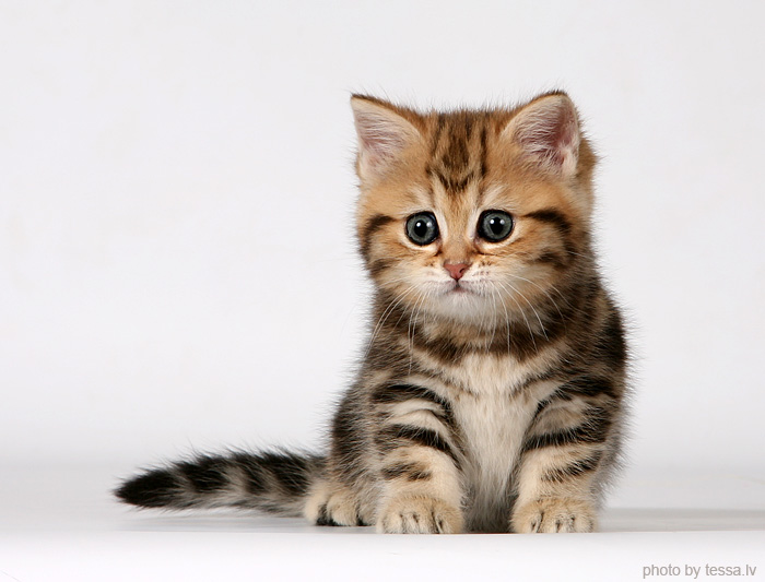 700x533, 114 Kb / котёнок