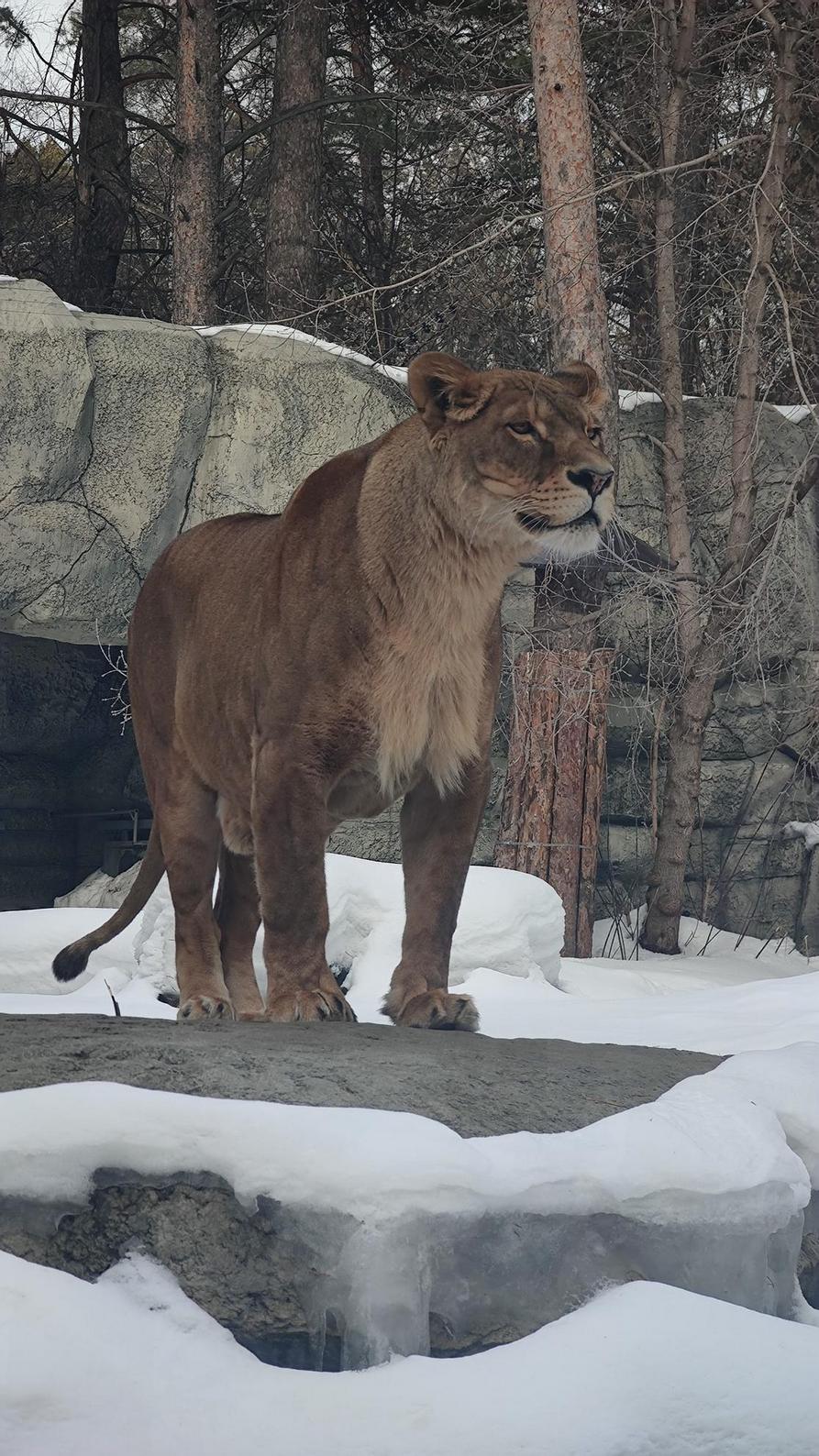 893x1588, 289 Kb / Новосибирск, зоопарк, львица