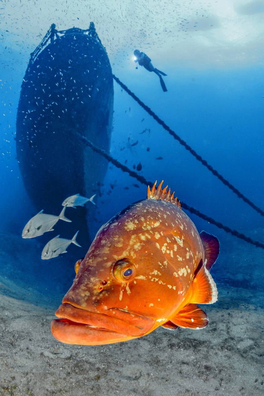 853x1280, 174 Kb / рыба, под водой, цепь, дайвер, корабль, судно