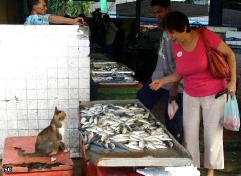 470x343, 34 Kb / кот, рыба, продавец