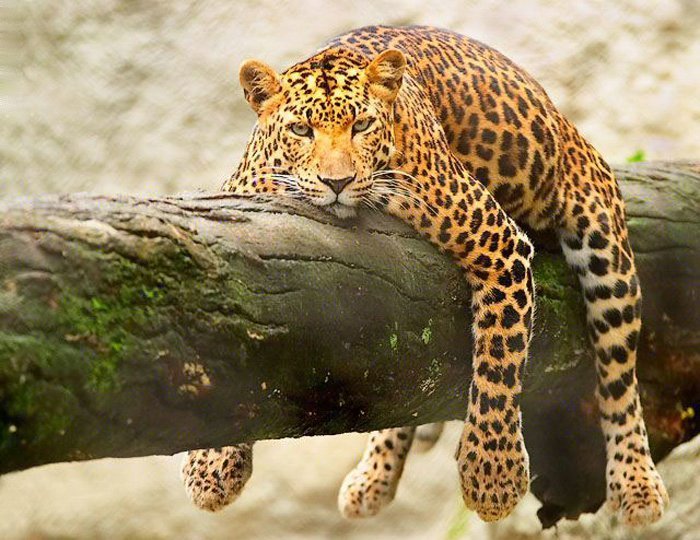 700x540, 97 Kb / леопард