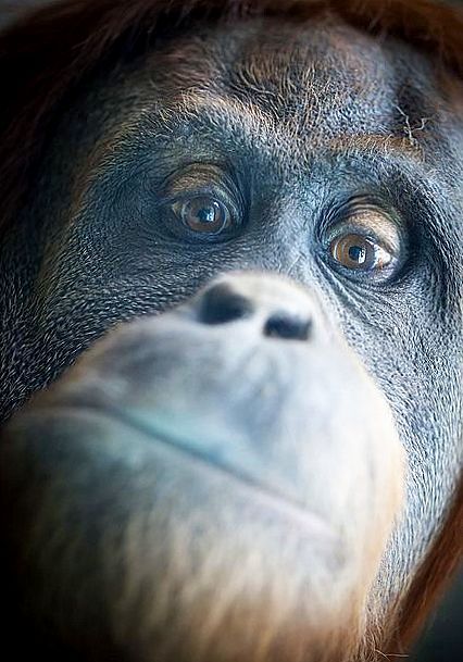 426x609, 56 Kb / лицо, морда, обезьяна