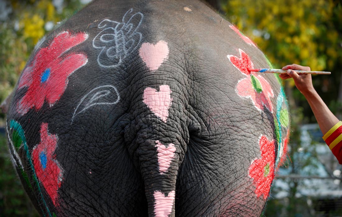 1100x700, 160 Kb / Попа, слон, Тайланд