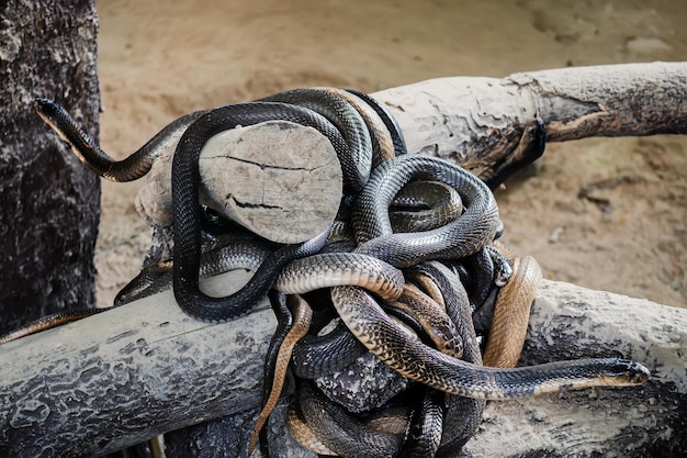 626x417, 103 Kb / ветка, коряга, змеи, клубок