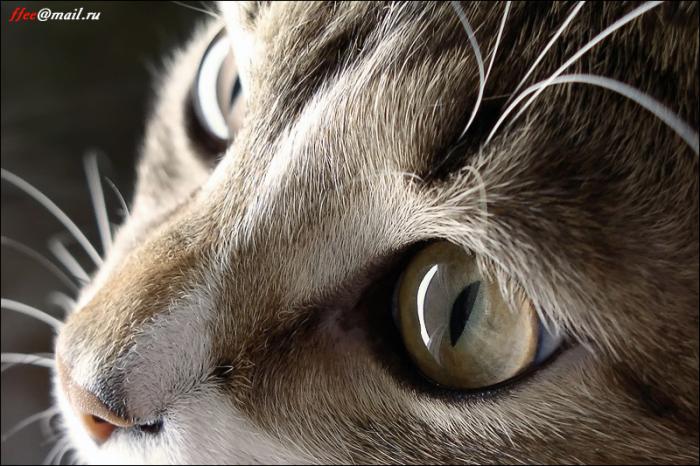 700x466, 66 Kb / кот, глаза