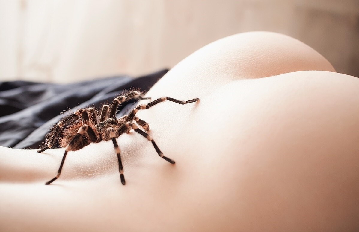 1198x776, 111 Kb / попа, паук