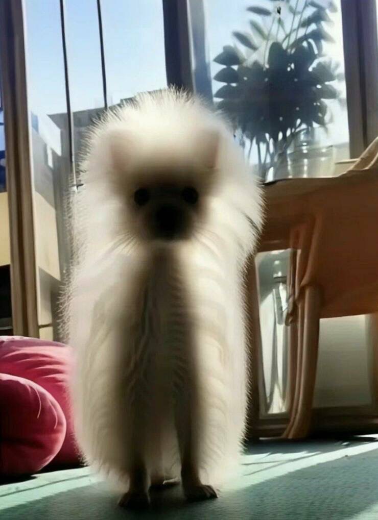 740x1019, 101 Kb / собака, шерсть, дыбом, свет, кресло