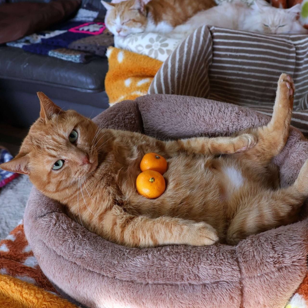 1280x1280, 322 Kb / кот, кошка, рыжий, полоски, мандарины, три