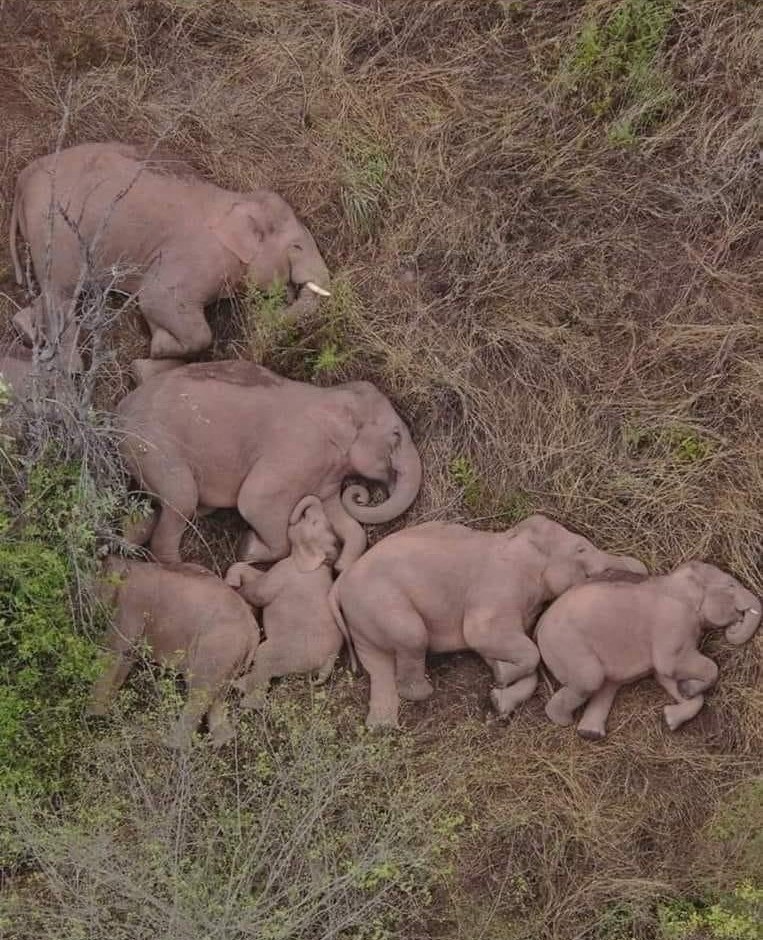 763x940, 198 Kb / слон, спят, сон, сны