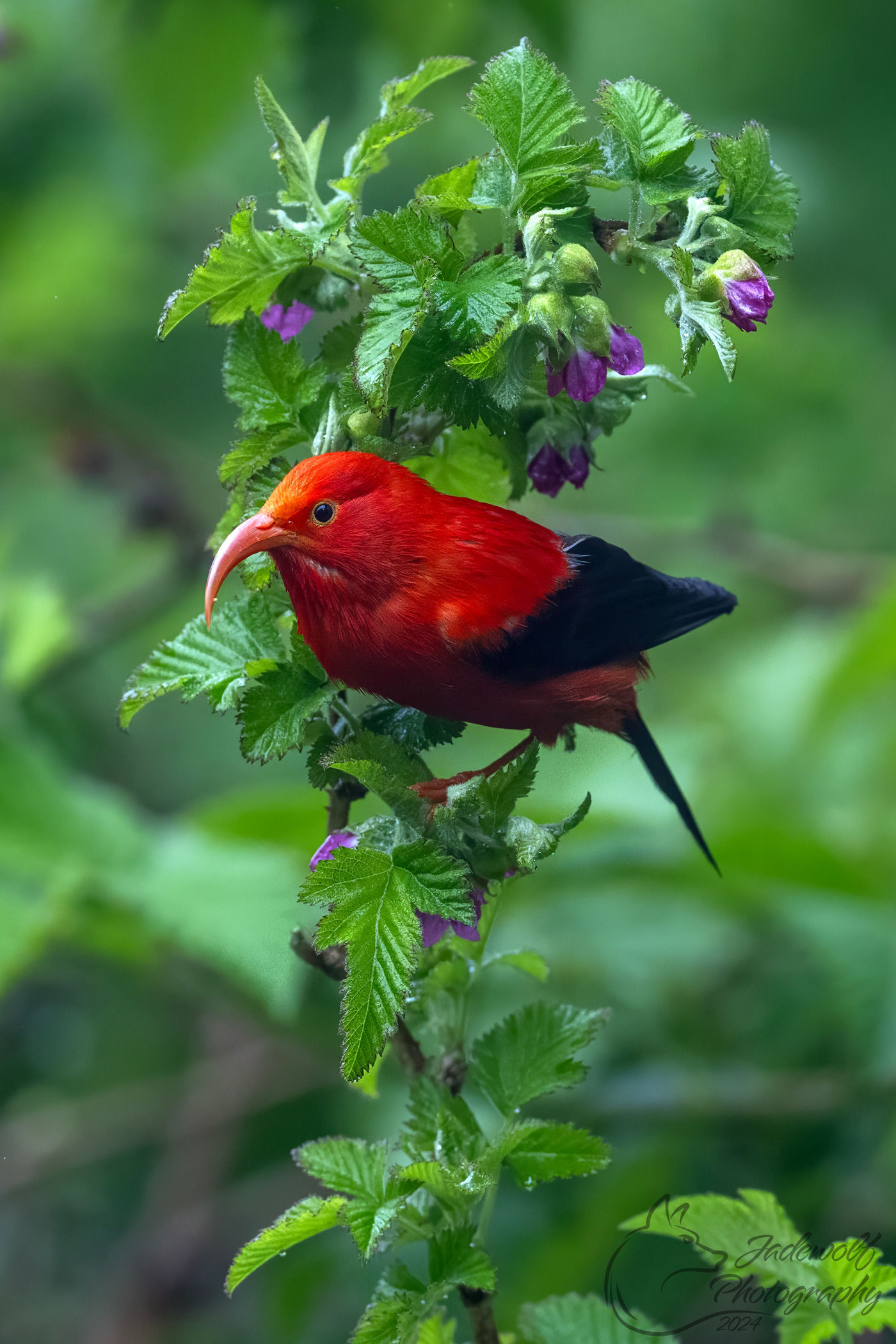 1400x2100, 375 Kb / птица, клюв, гавайский медонос