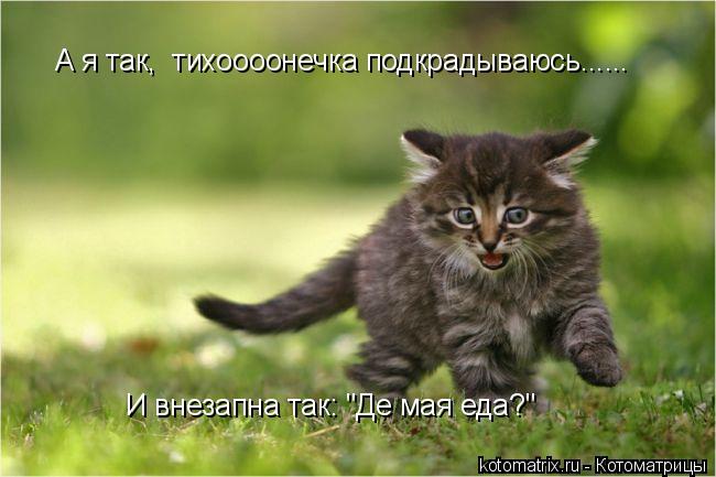 650x433, 41 Kb / котенок, котоматрица, kotomatrix