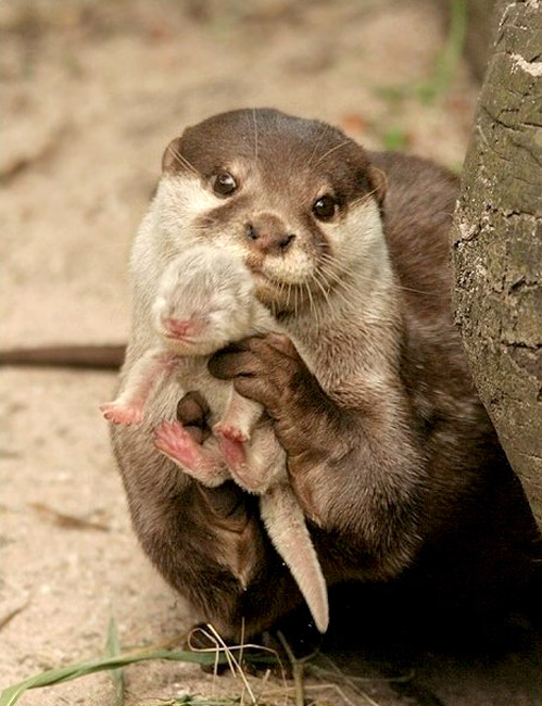 499x650, 91 Kb / выдра, детёныш