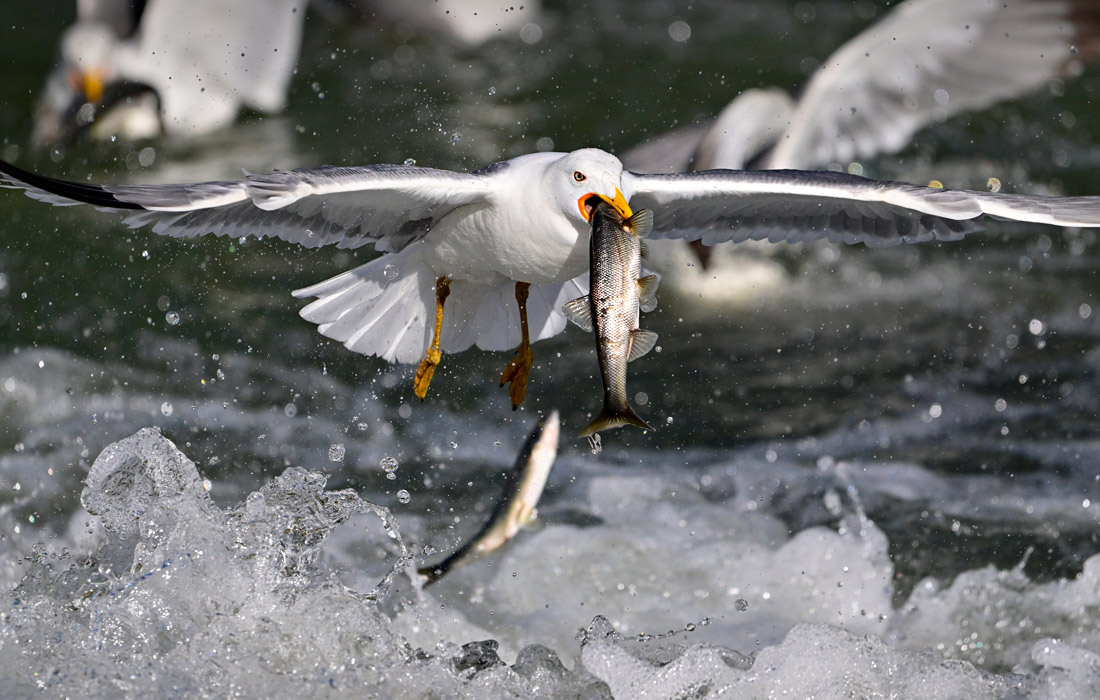 1100x700, 197 Kb / Чайка, птица, рыба, Турция, озеро, Ван