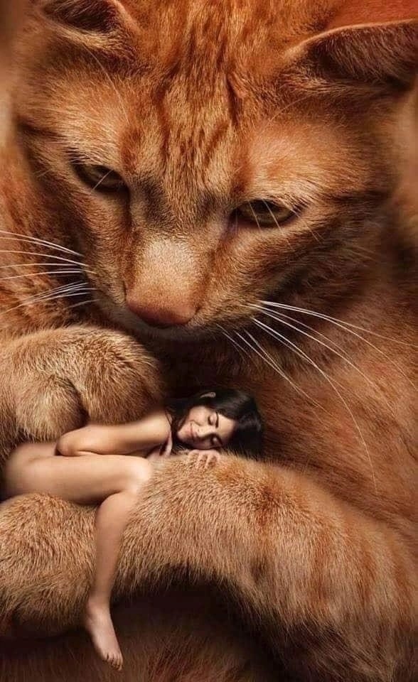 588x960, 148 Kb / кот, кошка, рыжий