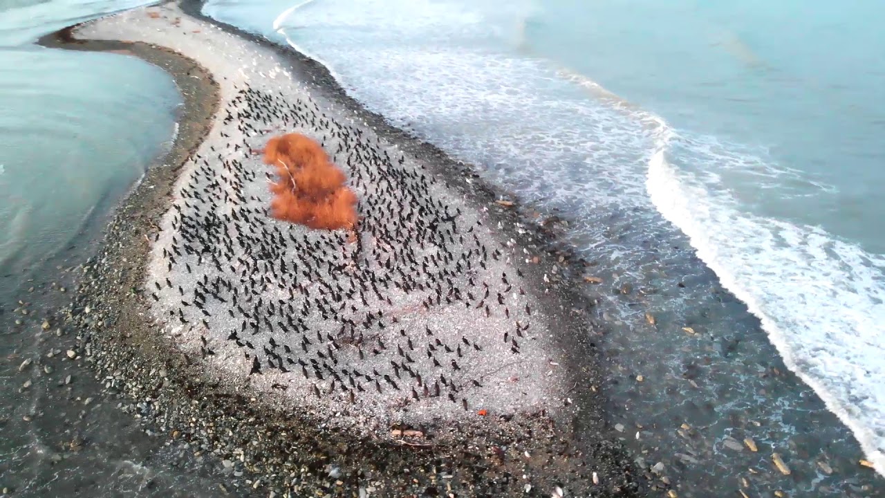 1280x720, 270 Kb / остров,бакланы,чайки,охотники