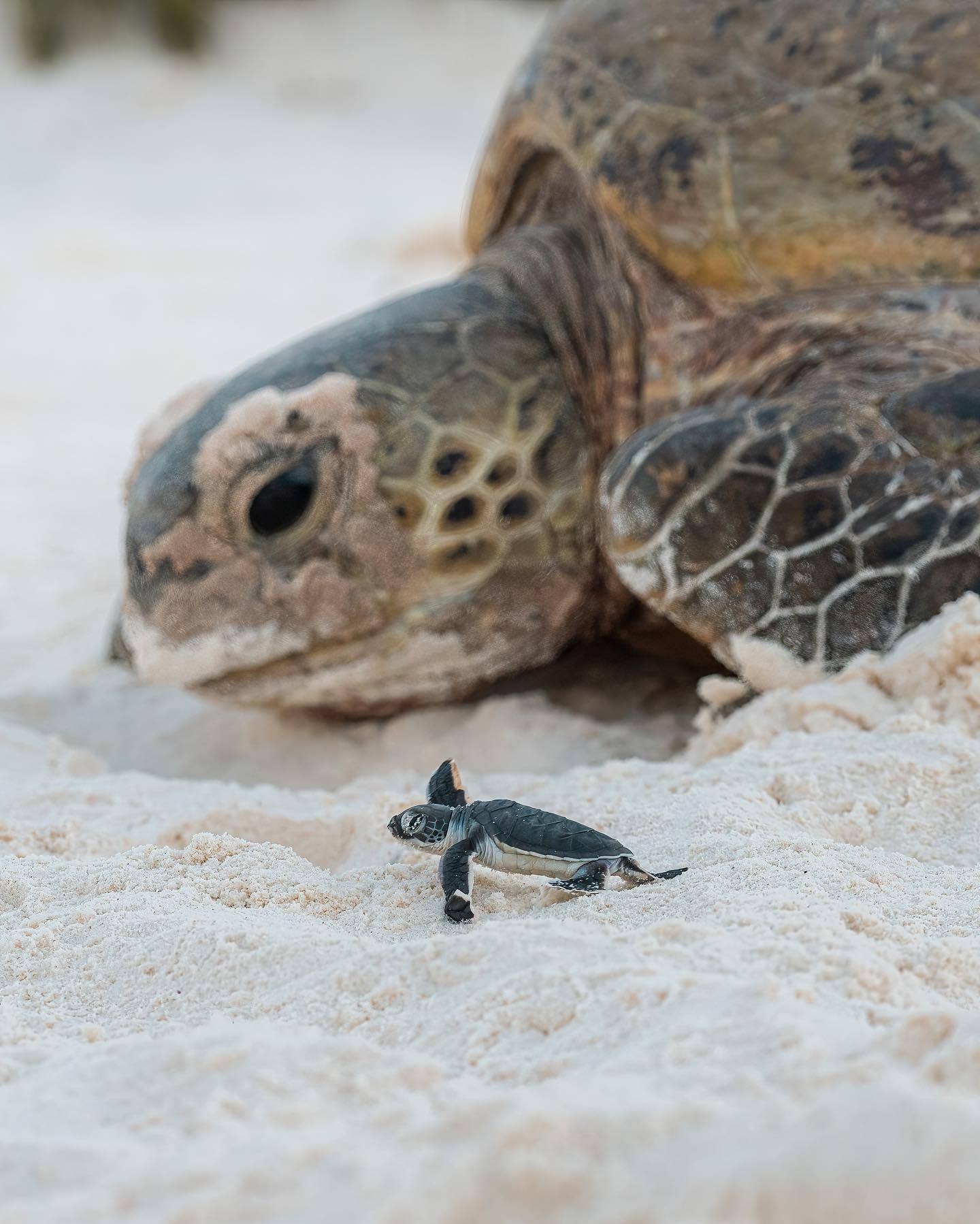 1440x1798, 195 Kb / Черепаха, пляж, песок