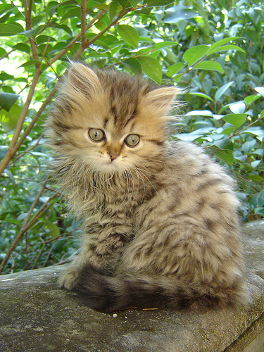 375x500, 193 Kb / котёнок