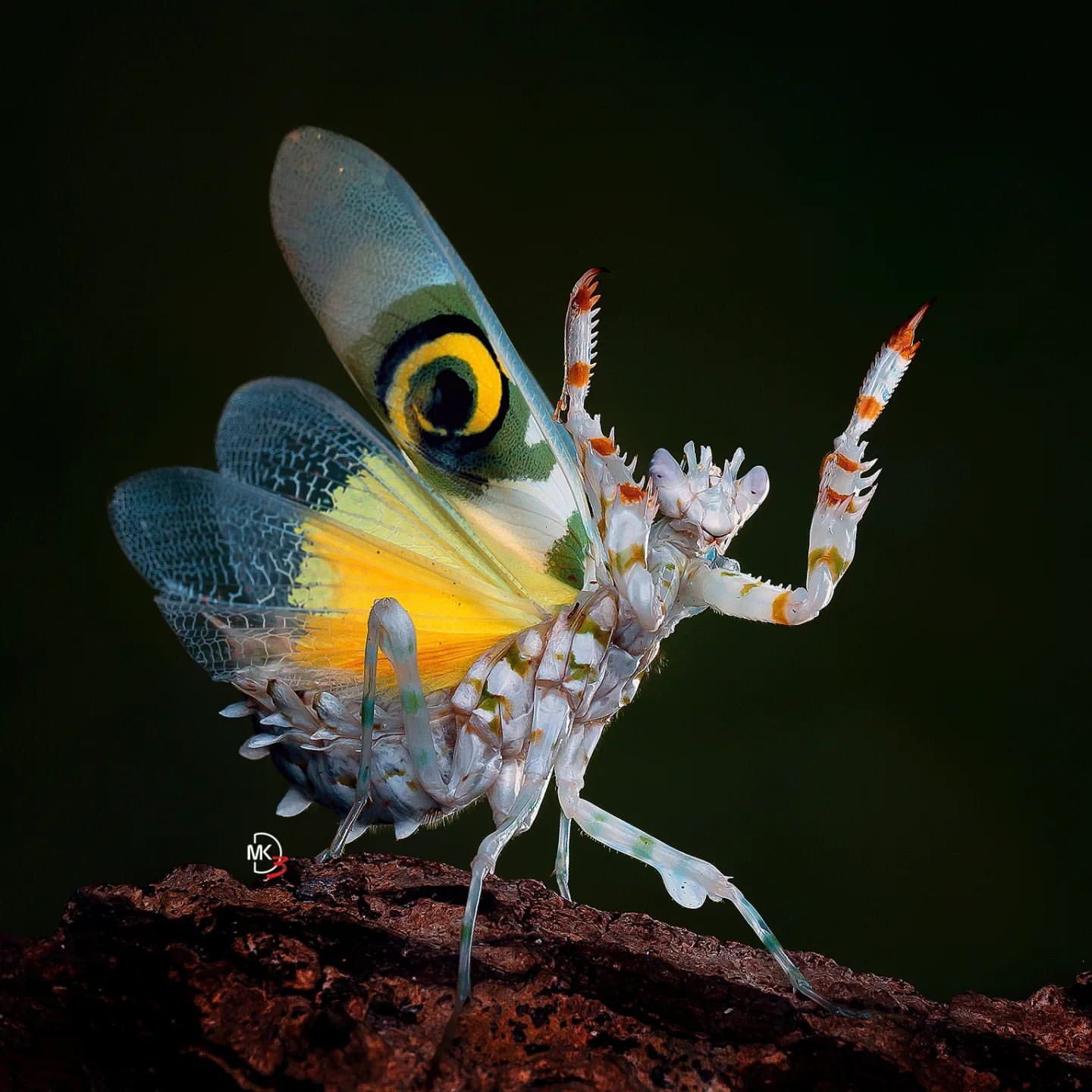 1440x1440, 278 Kb / богомол, насекомое