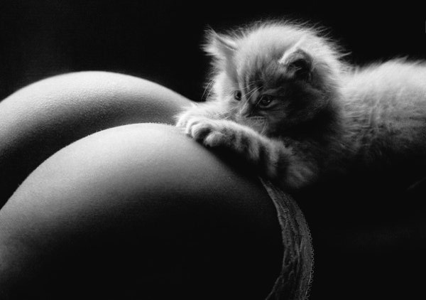 600x422, 36 Kb / котенок, попа, ч/б