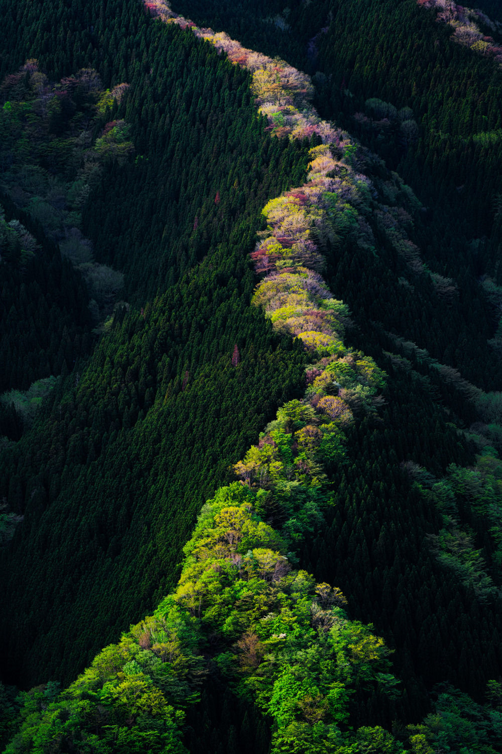 1000x1500, 386 Kb / горы, лес, листья, зеленый, зелень