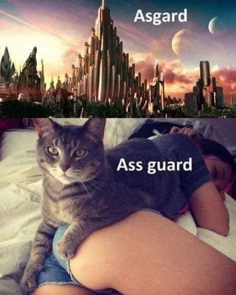 460x575, 39 Kb / Кот, охранник, попа, шорты джинсы, Асгард