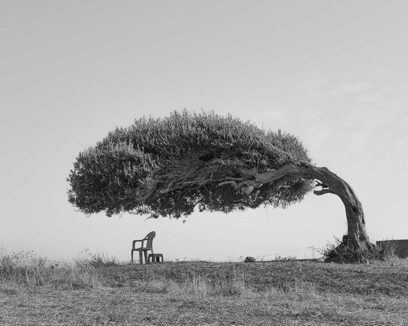 1400x1120, 524 Kb / дерево, стул, ч/б