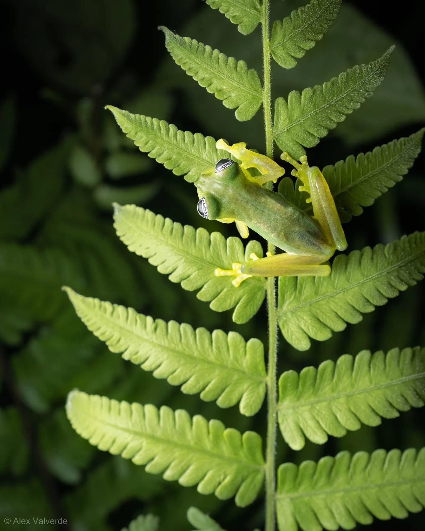 1440x1802, 199 Kb / лягушка