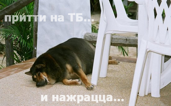 550x343, 61 Kb / тб, собака