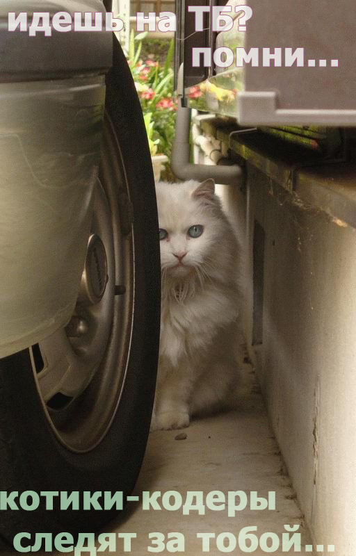 512x800, 101 Kb / тб, котики, кодеры, следят