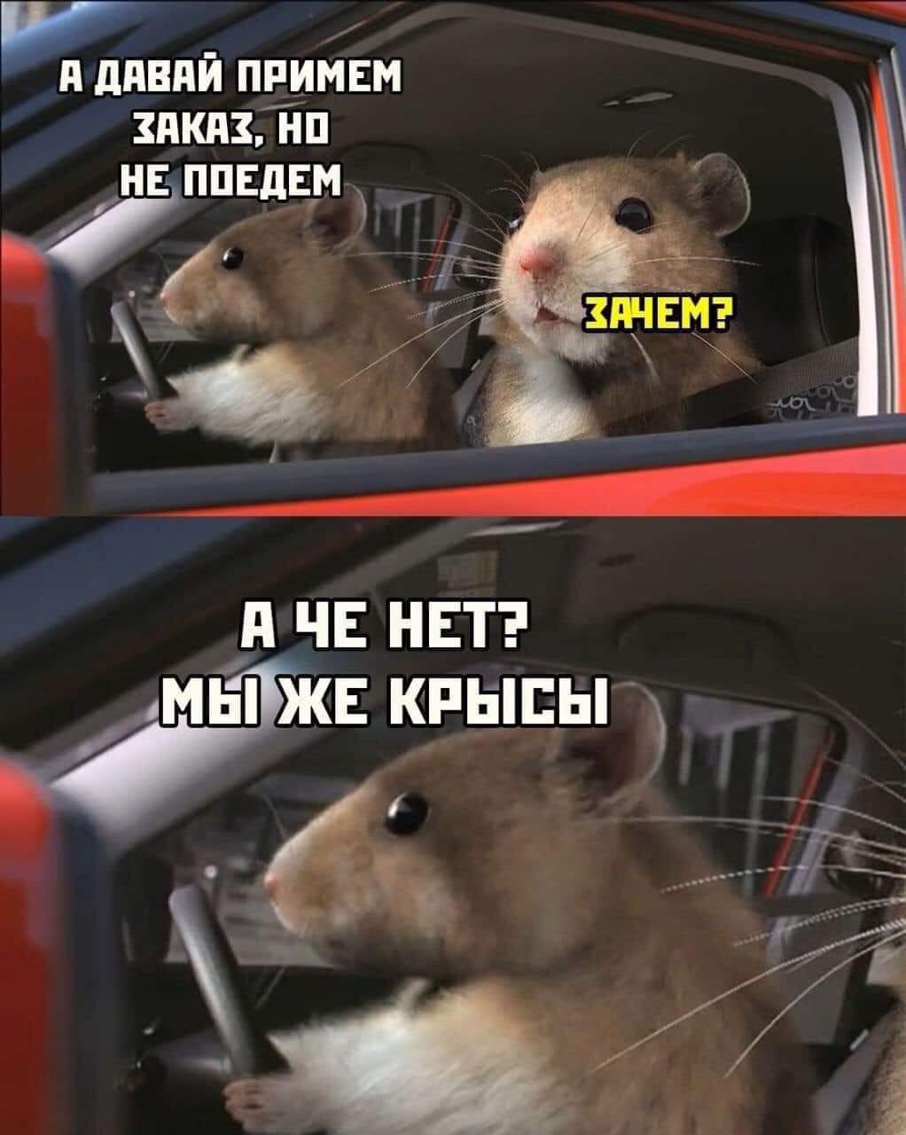 1022x1280, 103 Kb / Крысы, заказ