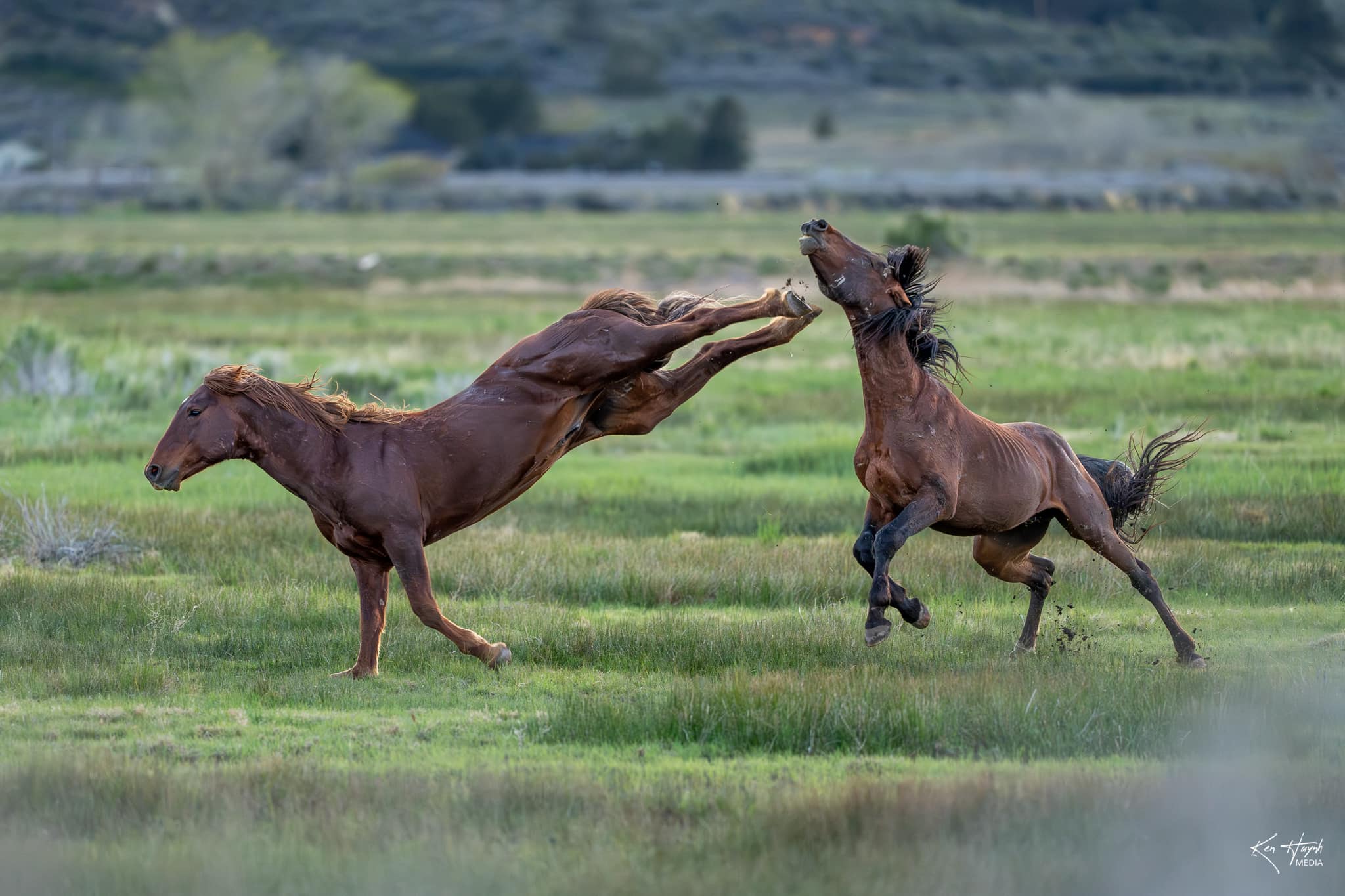 2048x1365, 211 Kb / кони, Ken T Huynh, трава