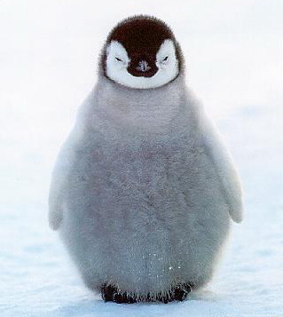 319x357, 25 Kb / пингвин