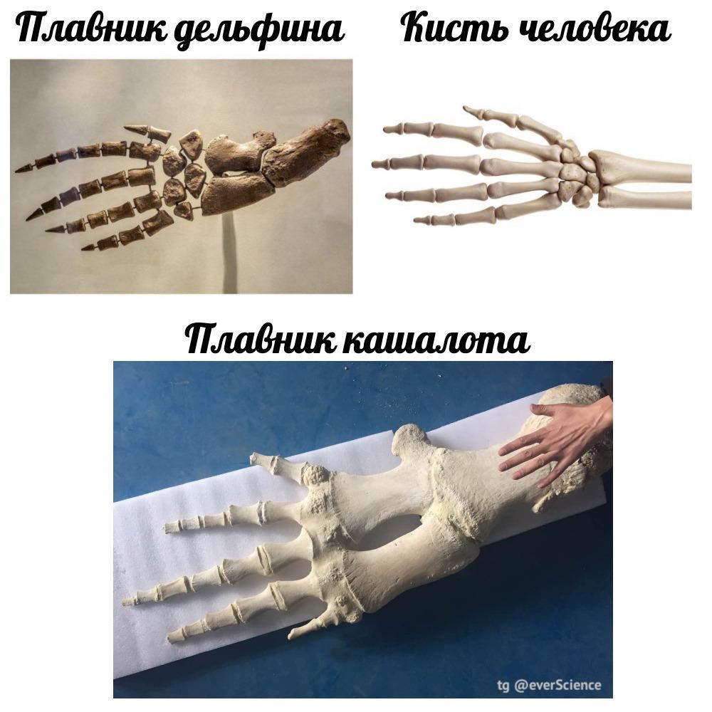 1000x1000, 174 Kb / рука, плавник, кисть