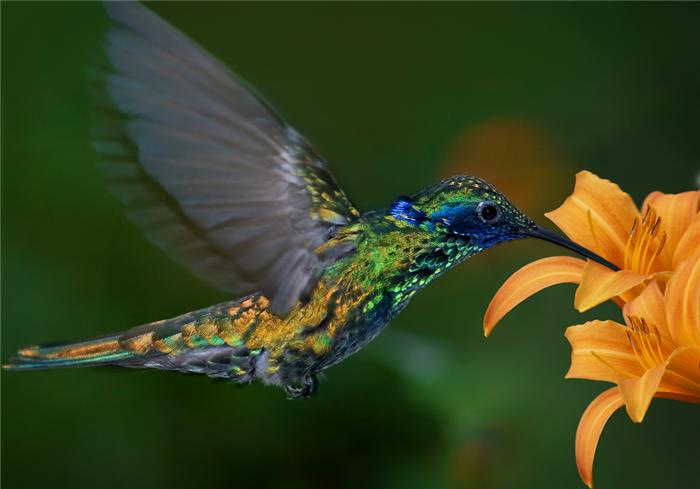 700x489, 31 Kb / колибри, птица