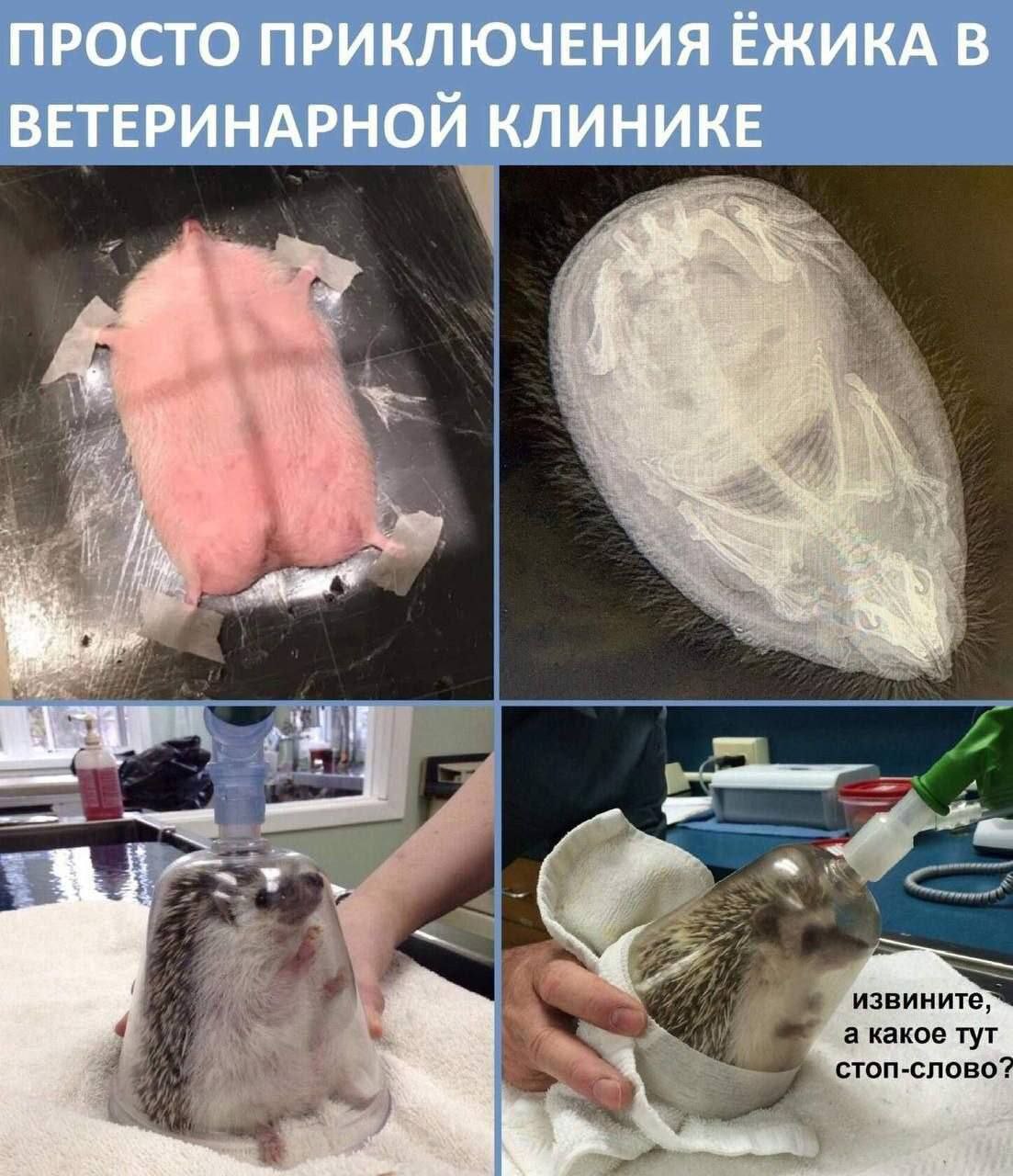 1103x1280, 195 Kb / Ежик