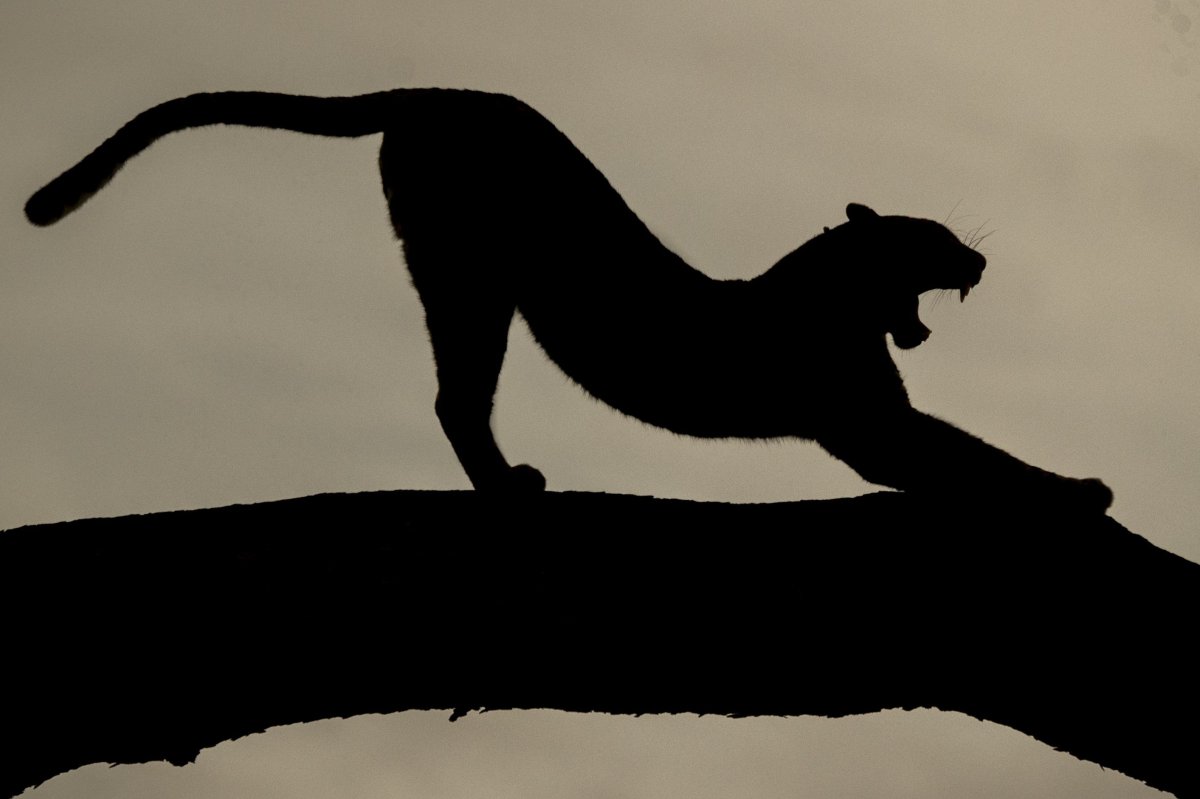 1200x799, 63 Kb / пантера, ветка, силуэт, потягушки, ч/б