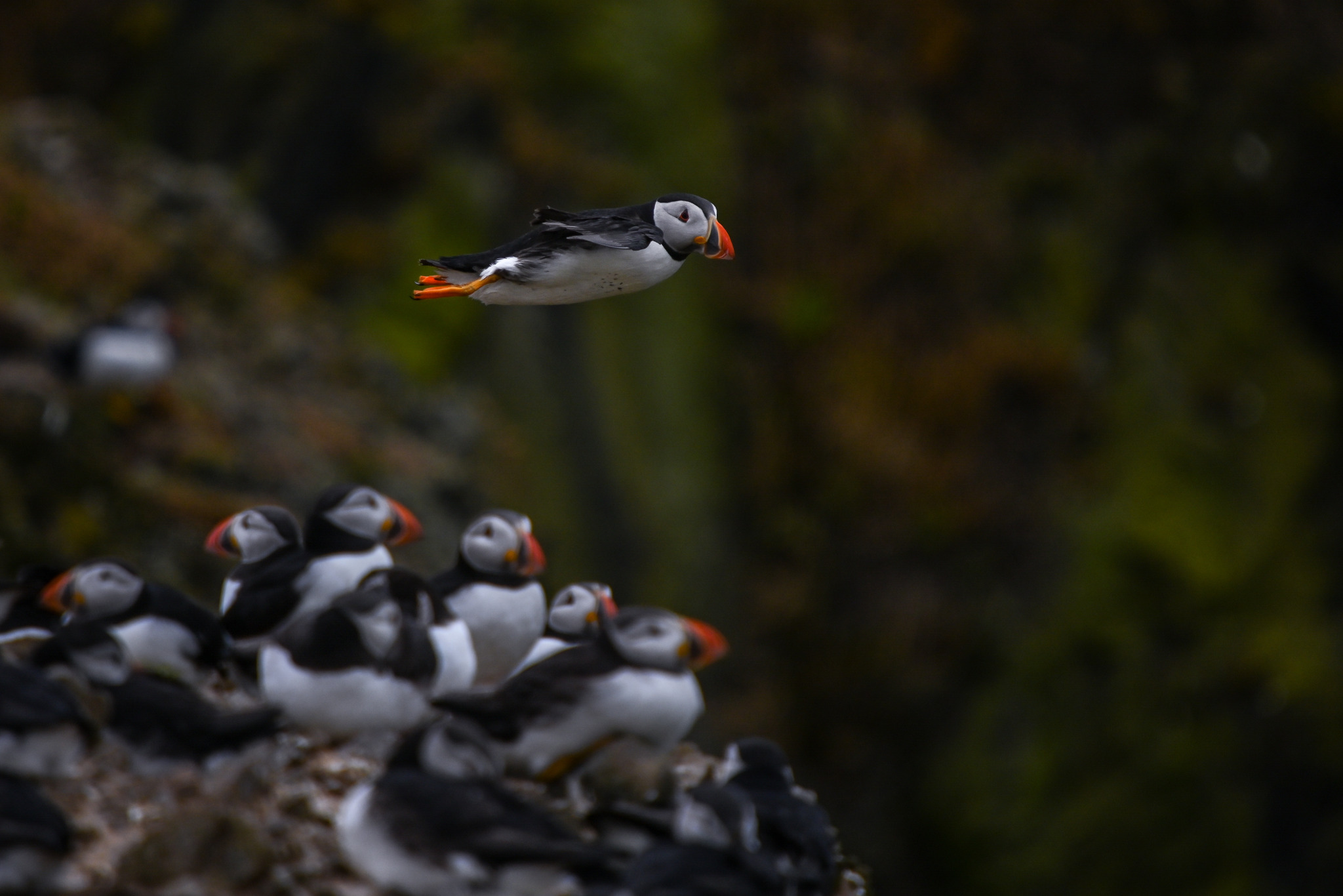 2048x1366, 393 Kb / стая, птица, тупик